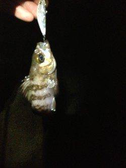 下浜港 雨・風・波の中メバリングでメバル4匹