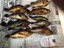 京丹後西部エリア　旭でメバリング、最大サイズは23cm！！