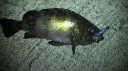 貝塚 強風の中でもメバリングでメバル2匹