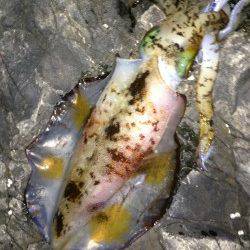 串本大島でエギング、粘りの一杯に満足！