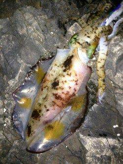 串本大島でエギング、粘りの一杯に満足！