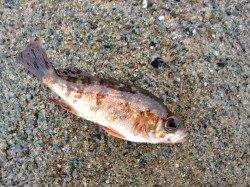 小型ながらも20匹！ 蒲入漁港のメバリング