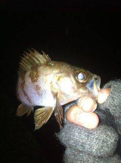 高浜漁港の外灯下でメバリング、表層タダ巻で数釣り楽しめます♪