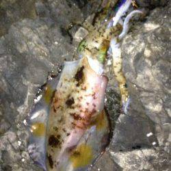 串本大島でエギング、粘りの一杯に満足！