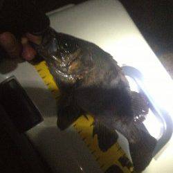 洲本 実釣１時間半でメバル22〜25cm4匹☆