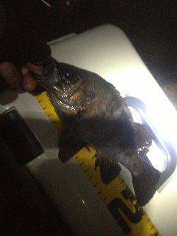 洲本 実釣１時間半でメバル22〜25cm4匹☆