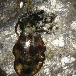 紀伊大島でエギング、アオリイカ3杯の釣果☆