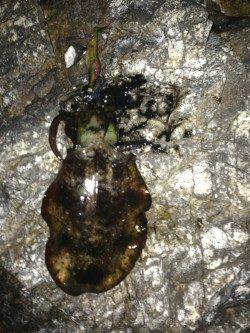 紀伊大島でエギング、アオリイカ3杯の釣果☆