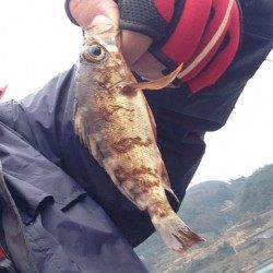 小型ながらも20匹！ 蒲入漁港のメバリング