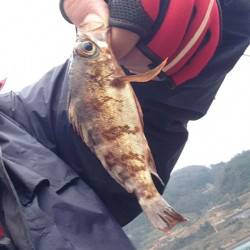 小型ながらも20匹！ 蒲入漁港のメバリング…