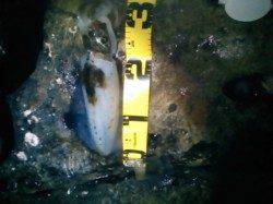 【寒くても釣れます！】田辺エギング釣果