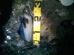 【寒くても釣れます！】田辺エギング釣果