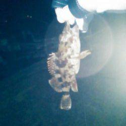 雑賀崎 メバリングでメバル狙いも活性低くガシラ☆