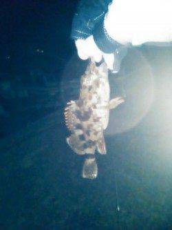 雑賀崎 メバリングでメバル狙いも活性低くガシラ☆