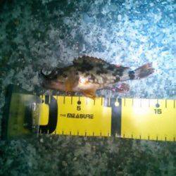 雑賀崎 メバリングでメバル狙いも活性低くガシラ☆