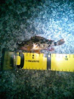 雑賀崎 メバリングでメバル狙いも活性低くガシラ☆