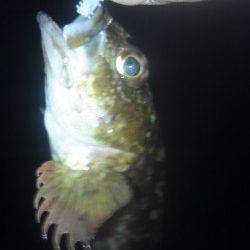 初メバリングでガシラ♪ in 柴山港