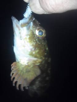 初メバリングでガシラ♪ in 柴山港