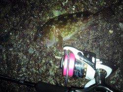 初メバリングでガシラ♪ in 柴山港