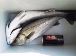 今日も沖の北にてハネ上がってます！