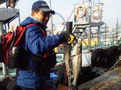 旧の白灯台のハネ釣り良型でてます♪