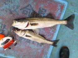 旧の白灯台のハネ釣り良型でてます♪