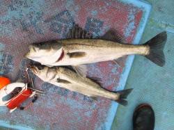 旧の白灯台のハネ釣り良型でてます♪