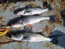 中波止にてエビ撒きハネ釣り