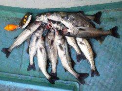 岸和田一文字でハネ好調11本！