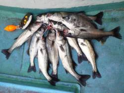 岸和田一文字でハネ好調11本！