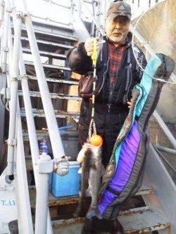 岸和田一文字でハネ好調11本！