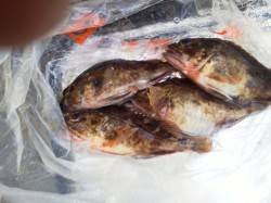 沖の北でガシラの釣果