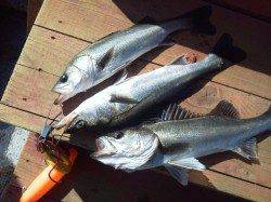 旧の白灯台でスズキ72センチ！！