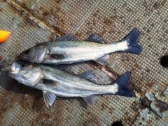 岸和田中波止でウキ釣り、ハネ2本良いサイズ…