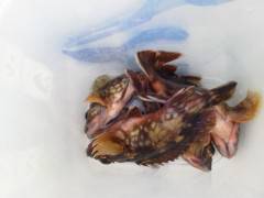 沖の一文字でガシラの釣果、ウキ釣りで