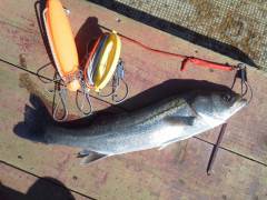 中波止でウキ釣り、52センチのハネ上がりま…