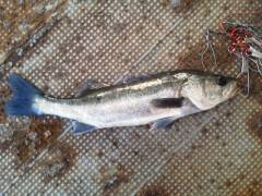 中波止シラサエビ使用のウキ釣り、51cmの…