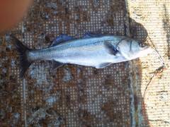 50cmオーバーのハネ釣れています♪