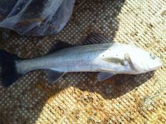 50cmオーバーのハネ釣れています♪