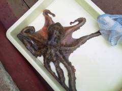 沖の一文字、探り釣り、てんやで1キロのタコ…