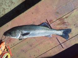 岸和田一文字 シラサのウキ釣りでハネ56c…