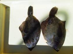 岸和田一文字 投げ釣りでカレイ30cm前後…
