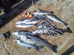 岸和田一文字　シラサのウキ釣りでスズキ＆ハネ満足釣果