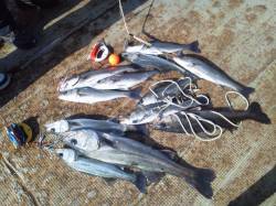 岸和田一文字　シラサのウキ釣りでスズキ＆ハ…