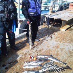 岸和田一文字　シラサのウキ釣りでスズキ＆ハネ満足釣果