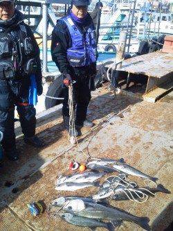 岸和田一文字　シラサのウキ釣りでスズキ＆ハネ満足釣果