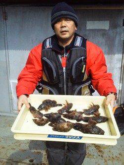 岸和田一文字 シラサの探り釣りでガシラ12匹