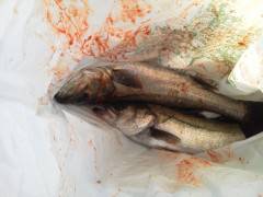 旧の白灯台でウキ釣り、57cmのハネも上がっています！