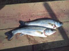 旧の白灯台でウキ釣り、57cmのハネも上が…