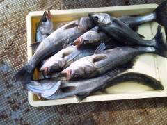 シラサのウキ釣りでハネ8匹！旧の白灯台